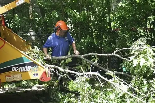 tree services Williston